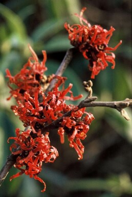 Toverhazelaar Hamamelis intermedia 'Diana' Struik Hamamelis intermedia 'Diana' struik