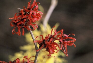 Toverhazelaar Hamamelis intermedia 'Diana' Struik Hamamelis intermedia 'Diana' struik