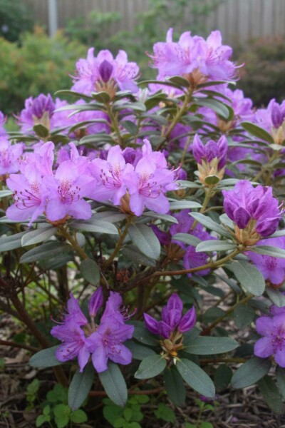 Rhododendron 'Blue Silver' struik 15-20 cm