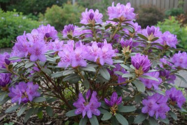 Rhododendron 'Blue Silver' struik 15-20 cm