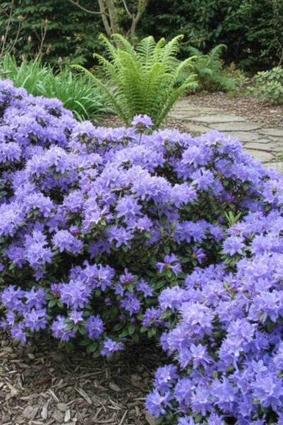 Rhododendron 'Blue Tit' struik