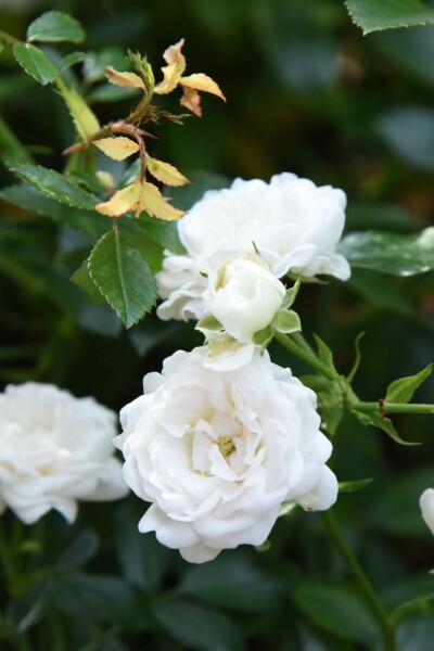 Rosa 'White Fairy'