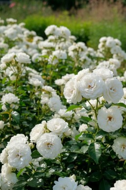 Witte roos Rosa 'White Fairy' Struik Rosa 'White Fairy'