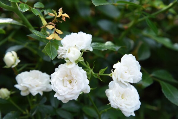 Rosa 'White Fairy'