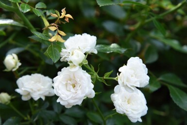 Rosa 'White Fairy'