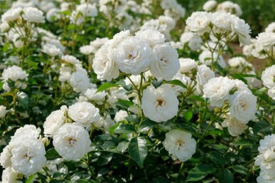 Witte roos Rosa 'White Fairy' Struik Rosa 'White Fairy'