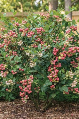Blauwe bes Vaccinium corymbosum 'Pink Lemonade' struik Vaccinium corymbosum 'Pink Lemonade' struik