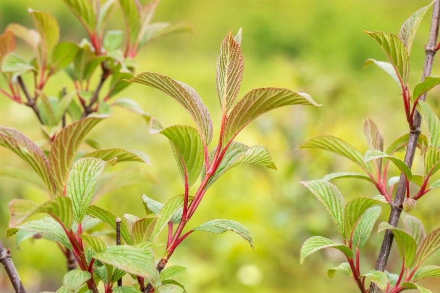 Sneeuwbal Viburnum bodnantense 'Charles Lamont' struik 30-40 C2 Viburnum bodnantense 'Charles Lamont' struik 30-40 cm