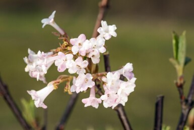 Sneeuwbal Viburnum bodnantense 'Charles Lamont' struik 30-40 C2 Viburnum bodnantense 'Charles Lamont' struik 30-40 cm