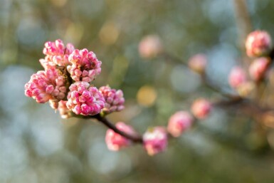 Sneeuwbal Viburnum bodnantense 'Charles Lamont' struik 30-40 C2 Viburnum bodnantense 'Charles Lamont' struik 30-40 cm