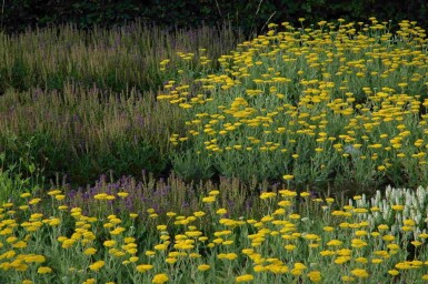 Achillea filipendulina 'Coronation Gold'