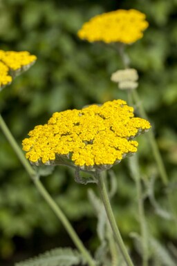 Achillea filipendulina 'Coronation Gold'