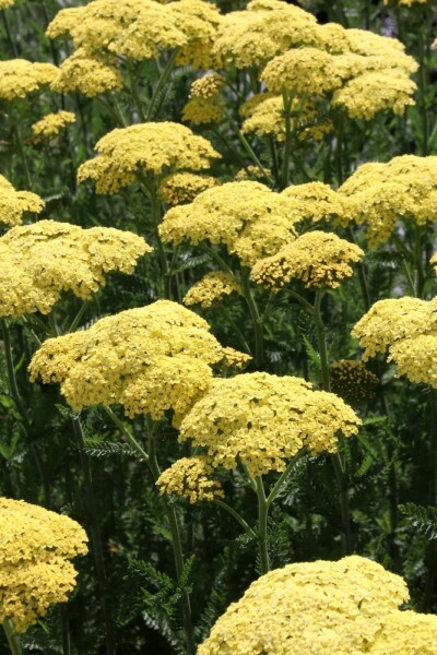 Achillea filipendulina 'Credo'