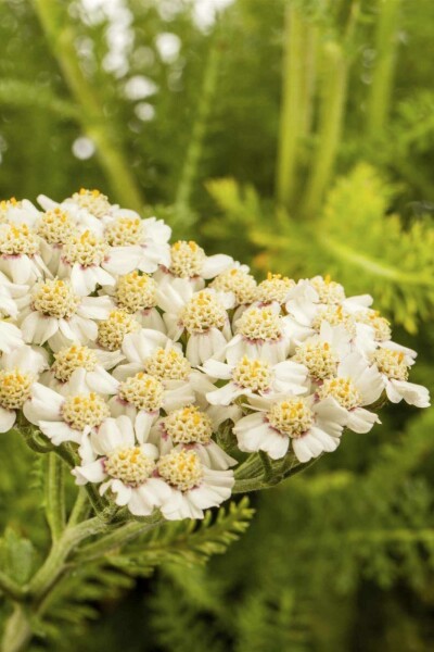 Achillea millefolium