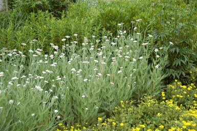 Achillea millefolium