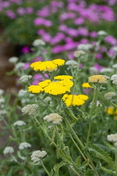 Achillea clypeolata 'Moonshine'