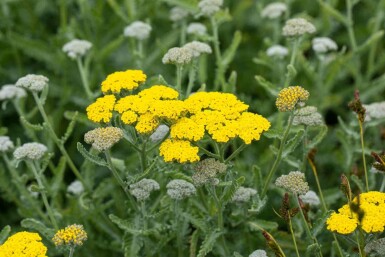 Duizendblad Achillea clypeolata 'Moonshine' 5-10 pot P9 Achillea clypeolata 'Moonshine'