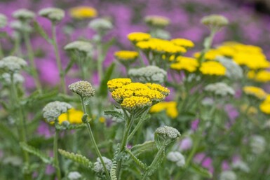 Achillea clypeolata 'Moonshine'