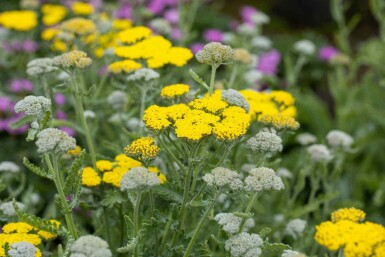 Achillea clypeolata 'Moonshine'