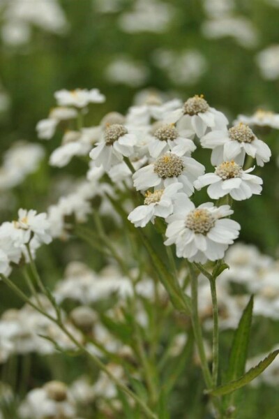 Achillea ptarmica
