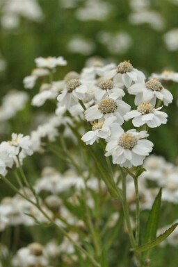 Witte duizendblad Achillea ptarmica 5-10 pot P9 Achillea ptarmica