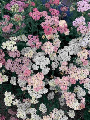 Duizendblad Achillea millefolium 'Summer Pastels' 5-10 pot P9 Achillea millefolium 'Summer Pastels'