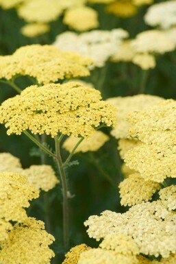 Duizendblad Achillea 'Taygetea' 5-10 pot P9 Achillea 'Taygetea'