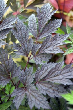 Actaea simplex 'Chocoholic'