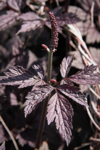 Actaea simplex 'Pink Spike'