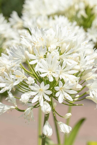 Afrikaanse lelie Agapanthus africanus 'Albus' 5-10 pot P9 Agapanthus africanus 'Albus'