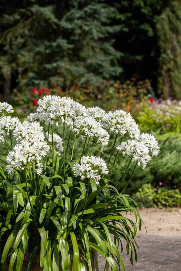 Afrikaanse lelie Agapanthus africanus 'Albus' 5-10 pot P9 Agapanthus africanus 'Albus'