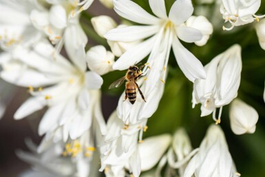 Agapanthus africanus 'Albus'