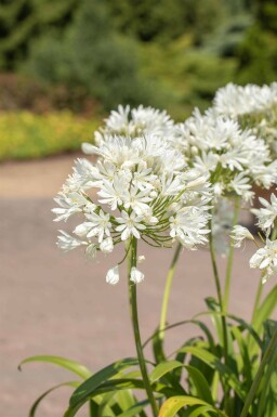 Agapanthus africanus 'Albus'