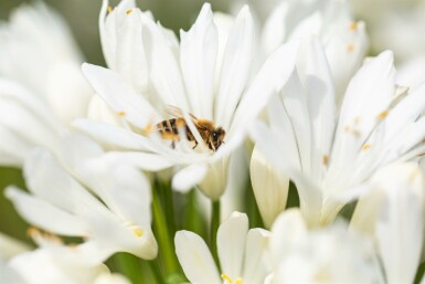 Agapanthus africanus 'Albus'