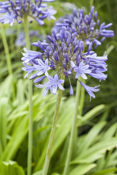 Afrikaanse lelie Agapanthus africanus 5-10 pot P9 Agapanthus africanus