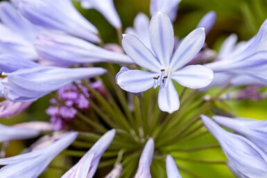 Afrikaanse lelie Agapanthus africanus 5-10 pot P9 Agapanthus africanus
