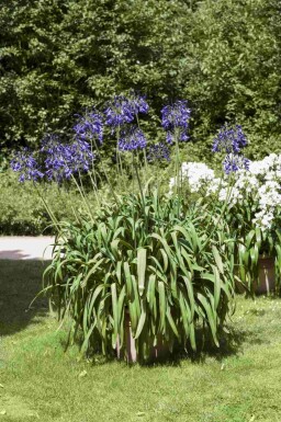 Agapanthus africanus