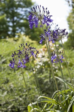 Agapanthus africanus