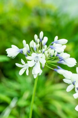 Afrikaanse lelie Agapanthus africanus 'Twister' 5-10 pot P9 Agapanthus africanus 'Twister'