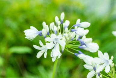 Afrikaanse lelie Agapanthus africanus 'Twister' 5-10 pot P9 Agapanthus africanus 'Twister'