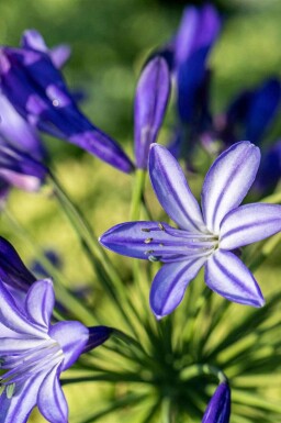 Afrikaanse lelie Agapanthus hybride 'Northern Star' 5-10 pot P9 Agapanthus hybride 'Northern Star'