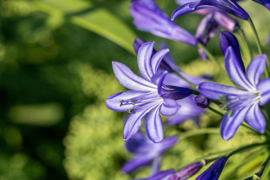 Afrikaanse lelie Agapanthus hybride 'Northern Star' 5-10 pot P9 Agapanthus hybride 'Northern Star'