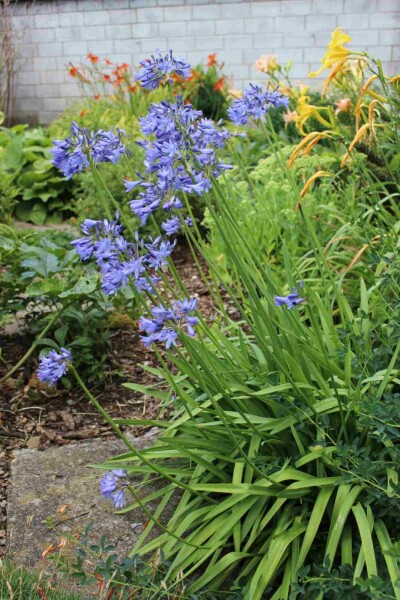 Agapanthus africanus 'Peter Pan'