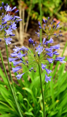 Afrikaanse lelie Agapanthus africanus 'Sunfield' 5-10 pot P9 Agapanthus africanus 'Sunfield'