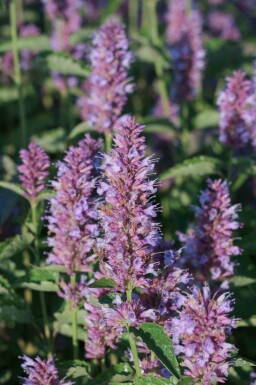 Agastache rugosa 'Beelicious Purple'