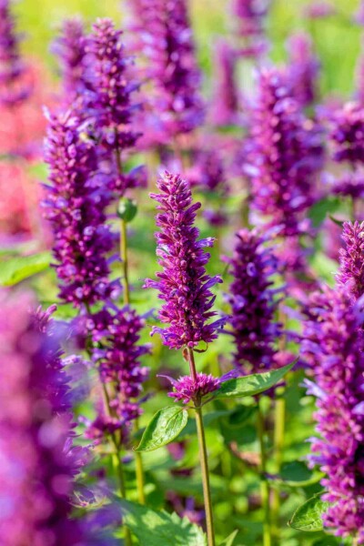 Dropplant Agastache rugosa 'Blue Boa' 5-10 pot P9 Agastache rugosa 'Blue Boa'