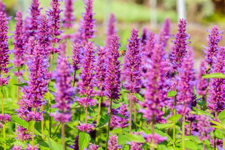 Dropplant Agastache rugosa 'Blue Boa' 5-10 pot P9 Agastache rugosa 'Blue Boa'