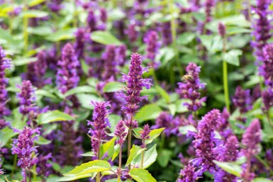Dropplant Agastache rugosa 'Blue Boa' 5-10 pot P9 Agastache rugosa 'Blue Boa'