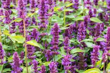 Dropplant Agastache rugosa 'Blue Boa' 5-10 pot P9 Agastache rugosa 'Blue Boa'
