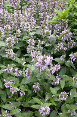 Dropplant Agastache foeniculum 5-10 pot P9 Agastache foeniculum